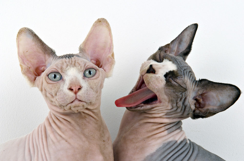 cat breed, the Sphynx,