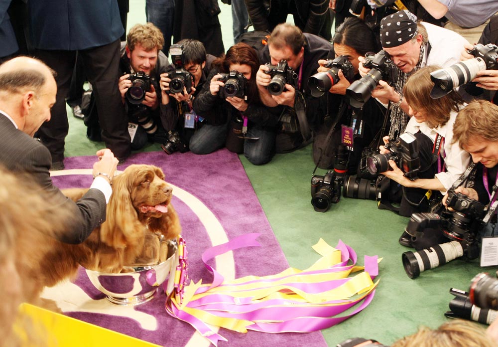 westminster_dog_show_7_wenn