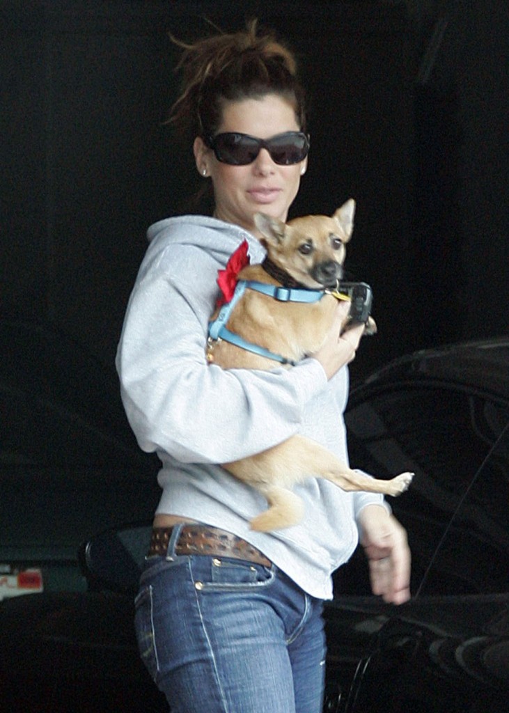 Exclusive... Exclusive: Sandra Bullock carries her three-legged dog