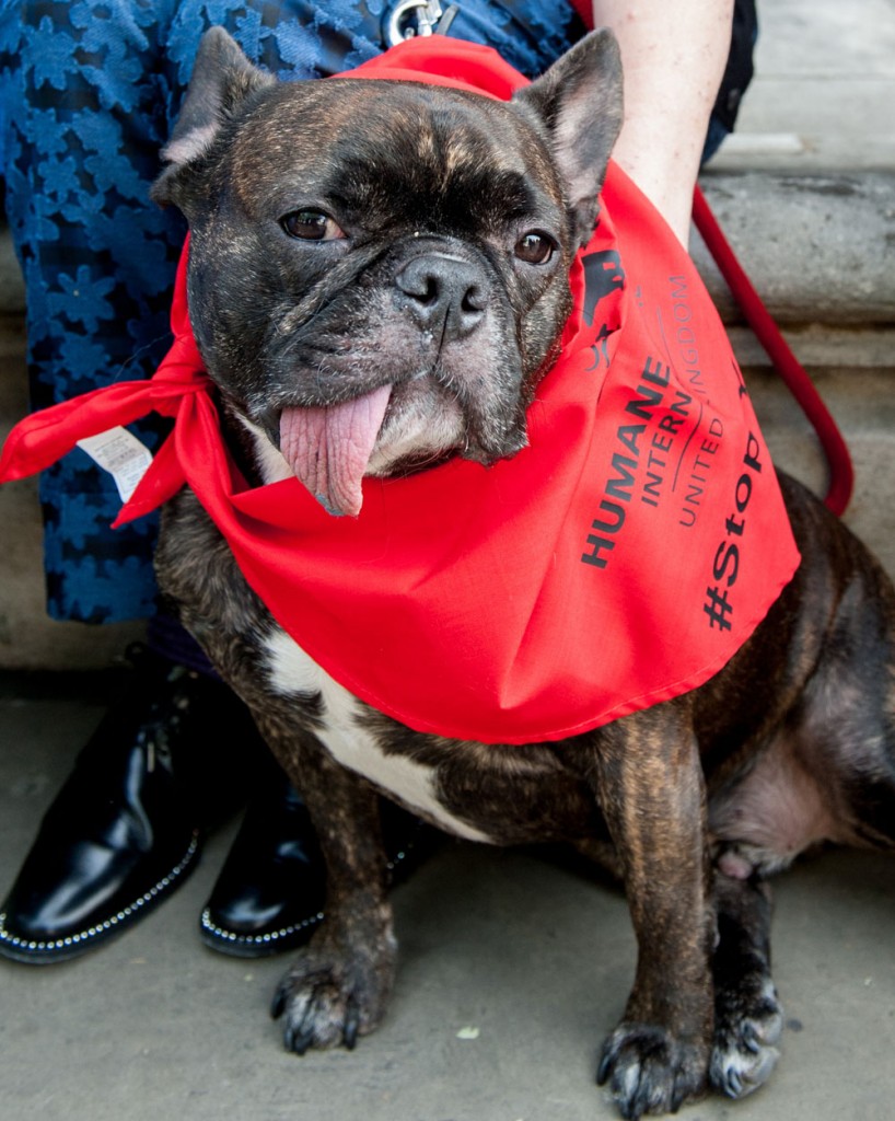 Carrie Fisher, Star Wars actress attends Stop Yulin Dog Meat Festival protest.