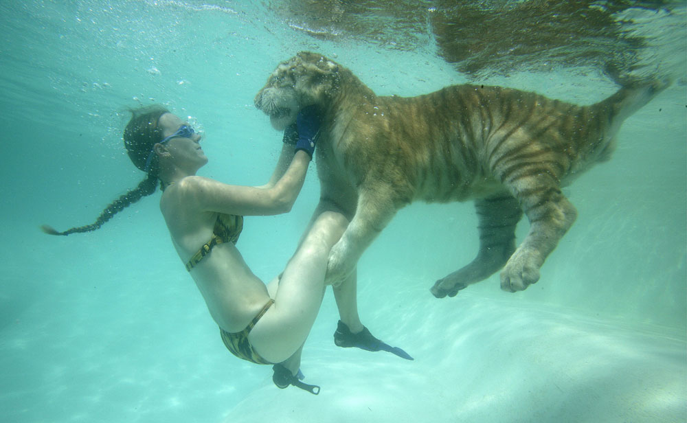 Animal trainers in bikinis swim with tigers 