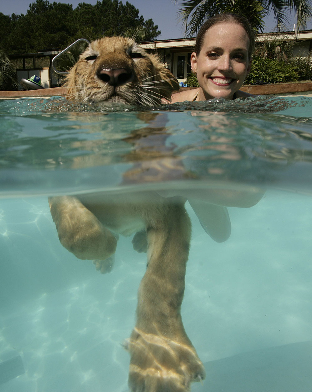 Animal trainers in bikinis swim with tigers: Viewing Photo 