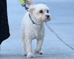 Bethany Joy Lenz goes shopping with her dog in Los Angeles