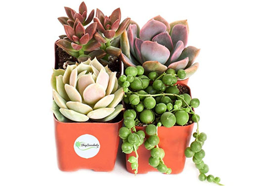 amazon_succulents