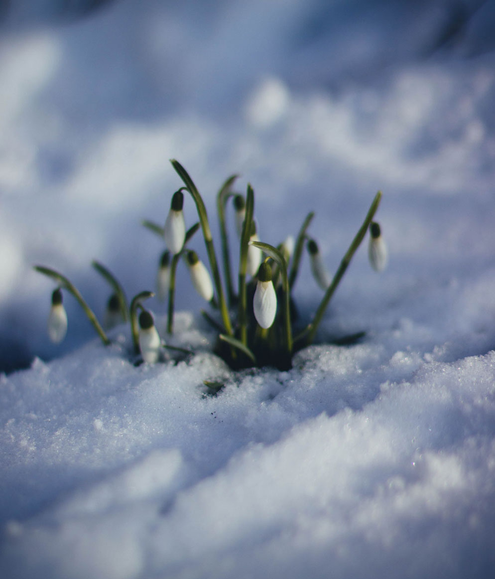 cold-flowers-grass-86580