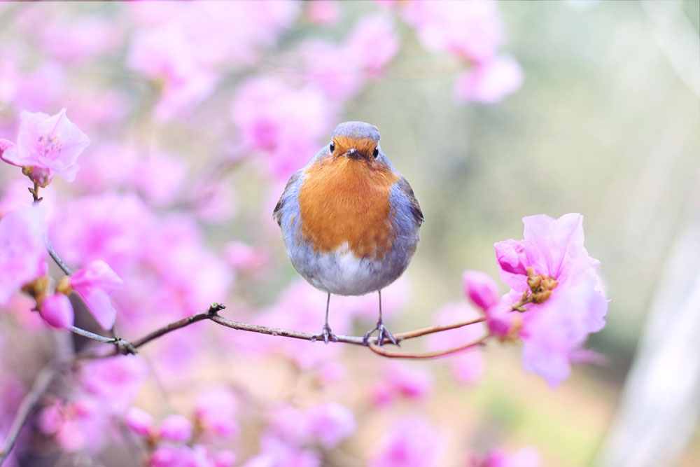 beautiful-bird-bloom-414181_edited-1