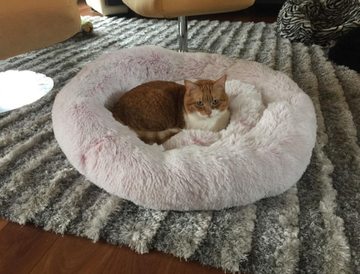CatBed