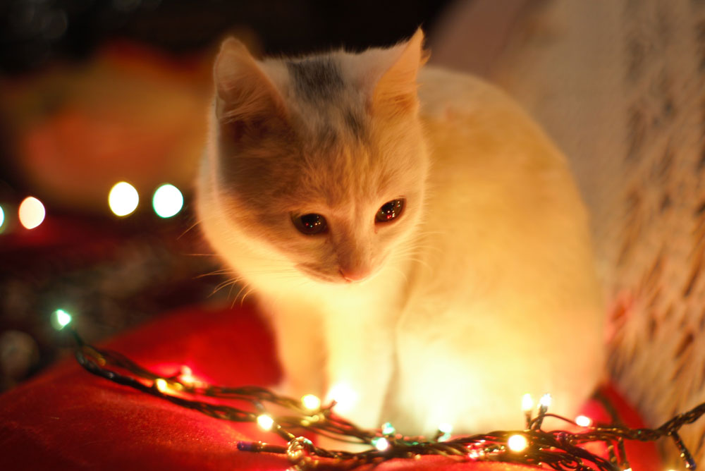close-up-photography-of-white-cat-besides-christmas-lights-735423