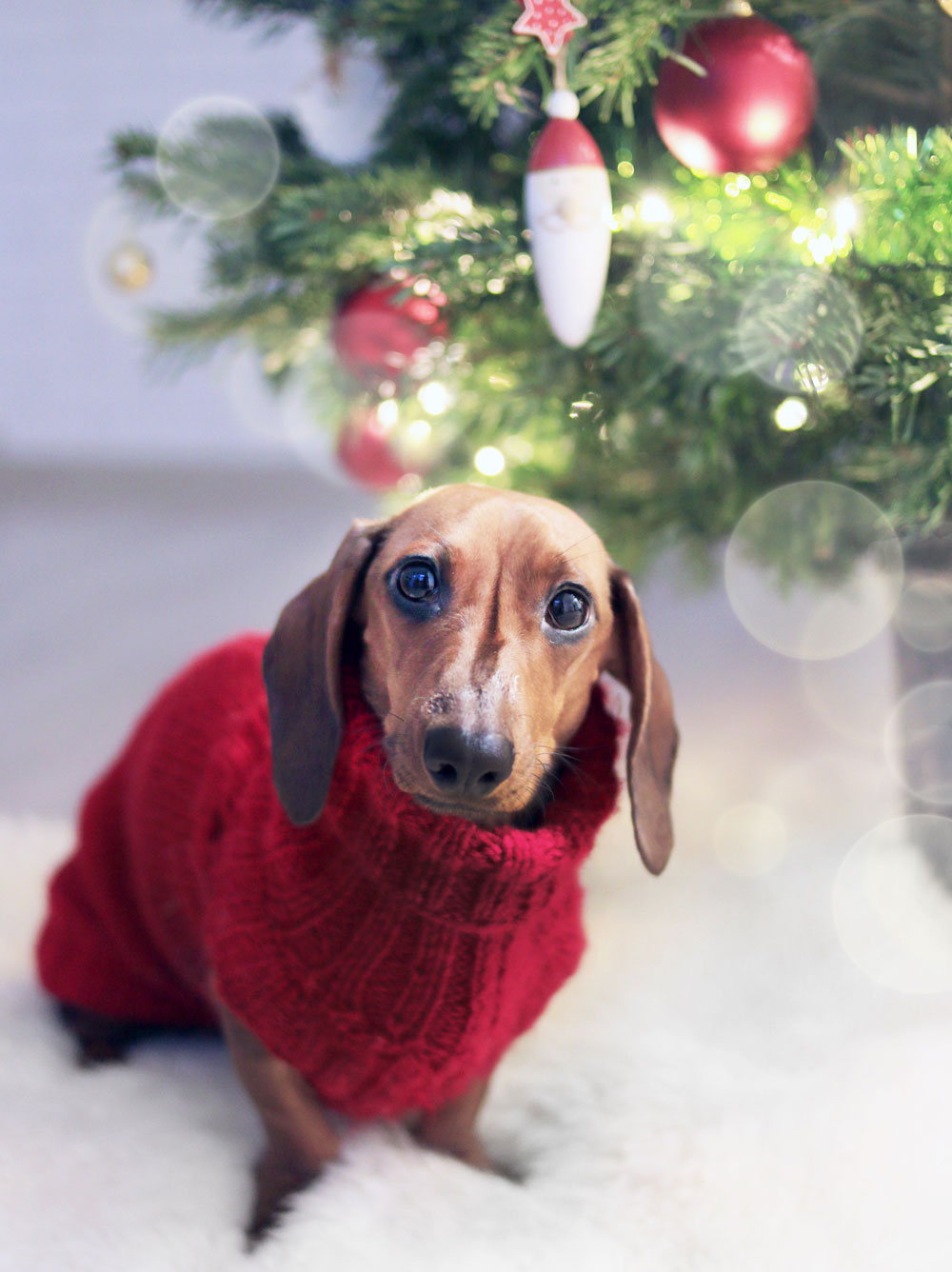 dachshund-dog-wearing-a-red-sweater-755380