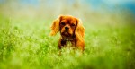dog-on-grass-257577