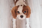 white-and-red-cavalier-king-charles-spaniel-puppy-close-up-1407718
