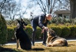 Joe Biden's dogs get taken to Delaware after a 'Biting Incident' at the White House **FILE PHOTOS**