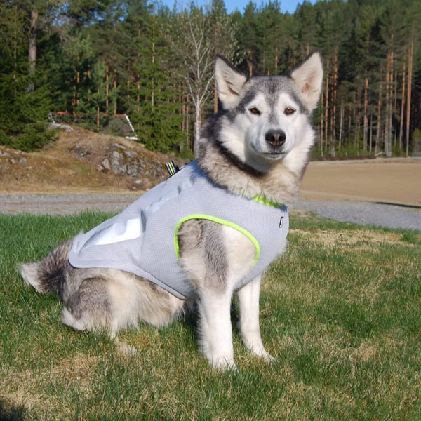 Amazon_DogCoolingVest