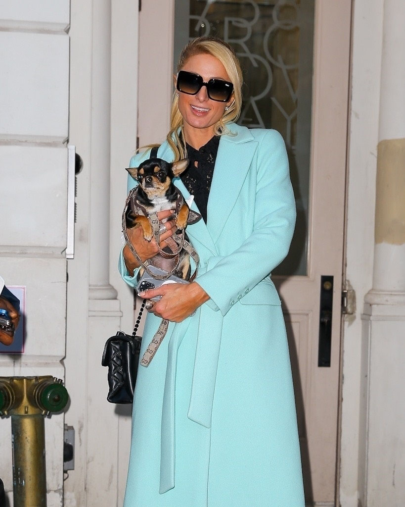 kaltak | Paris Hilton'un köpeği kayıp ve bir evcil hayvan psişik ve evcil hayvan dedektifi tuttu