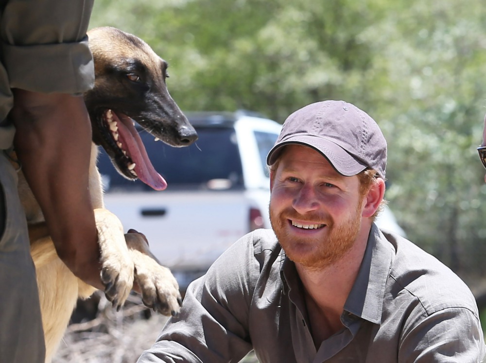 Prince Harry seen with anti-poaching tracker dogs at the South African