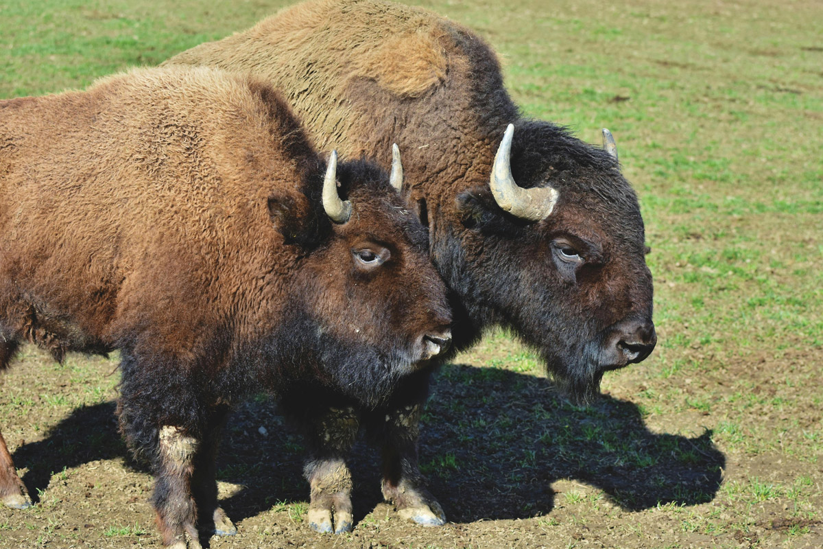 Drunk man arrested at Yellowstone after being treated for injuries from kicking a bison