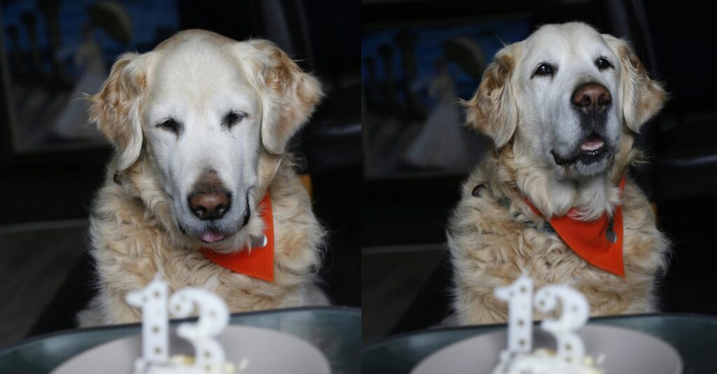 Stock photo of Golden Retriever celebrating 13th bithday