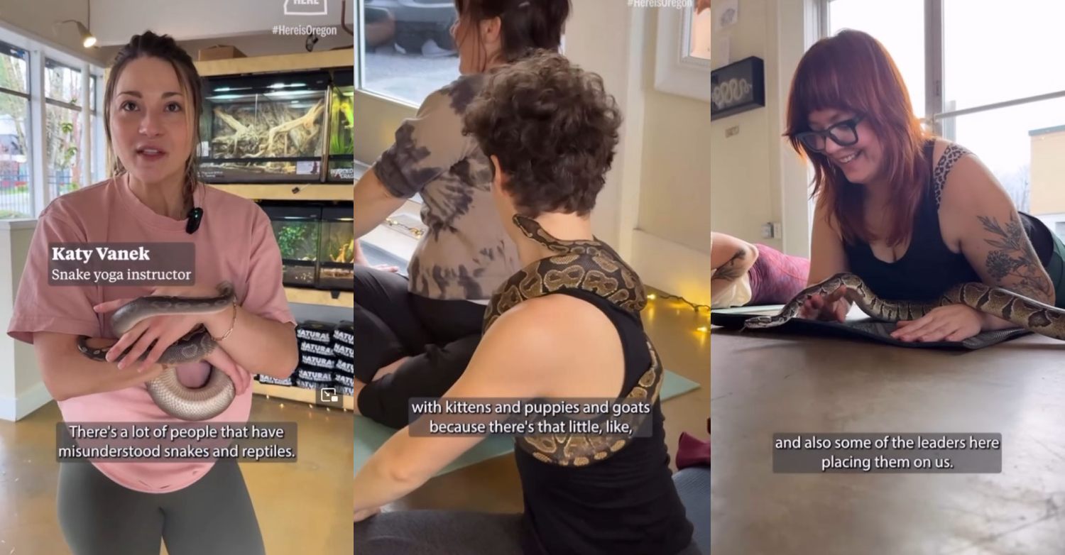 Portland reptile shop’s snake yoga classes feature multiple snakes & a tortoise