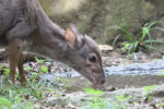 Duiker drinking in South Africa