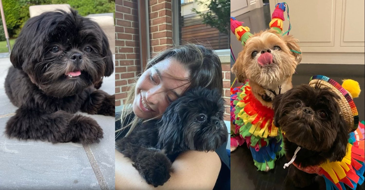 Lena, Kelly's daughter Lola with Lena, and Lena and Chewie. Chewie has sadly passed