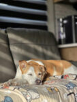 Dog Sleeping on a blanket on the couch