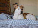 Skeptical looking dog on a bed