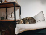 cat sleeping on a pillow next to a bar cart