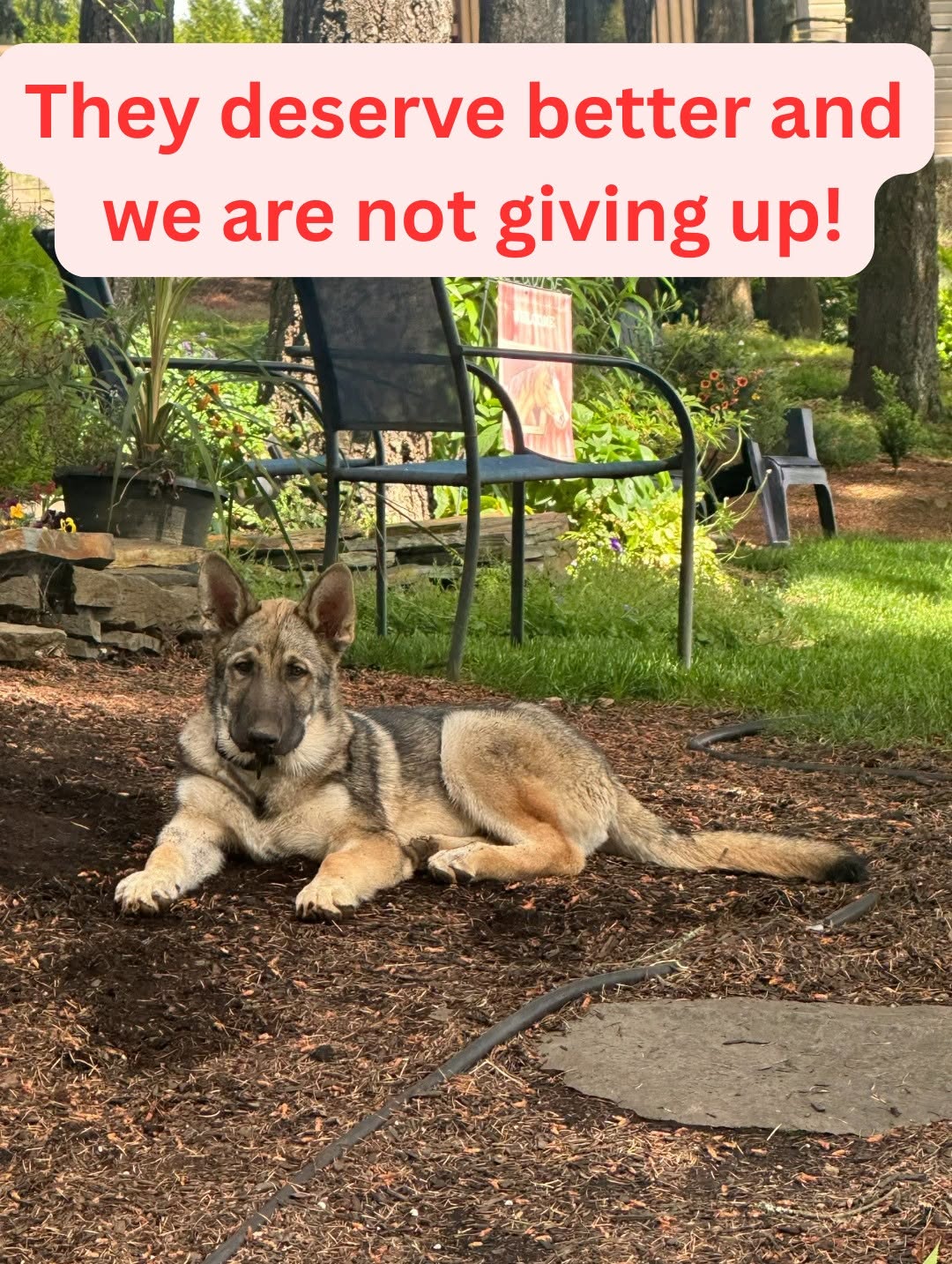 German Shepherd lying down with the caption "they desever better and we are not giving up!"