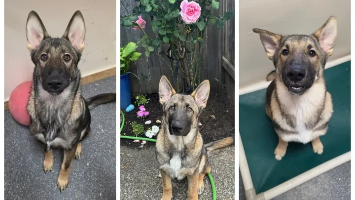 pictures of three cute German Shepherds sitting