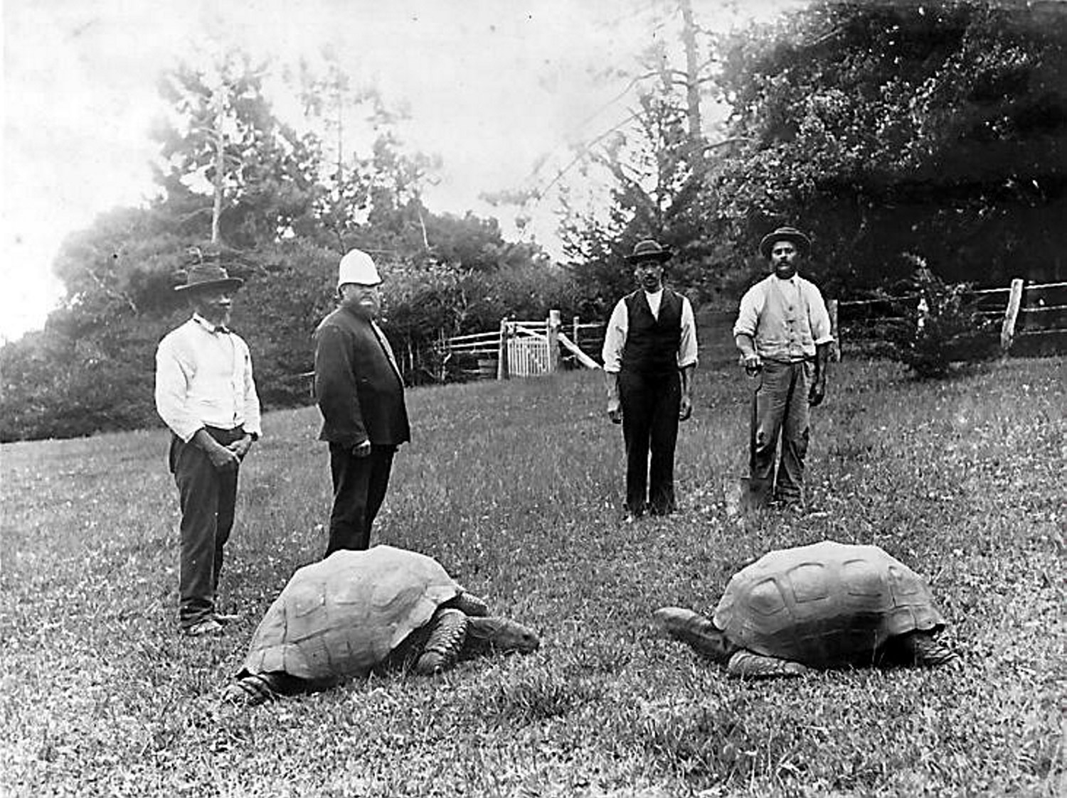 Undated photo of two giant tortoises photographed in the grounds of Government House, St. Helena. The tortoise on the left is 'Jonathan', estimated to have hatched in 1832 and still living as of 2026.