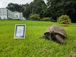 Jonathan the tortoise with a certificate conferring his GWR Icon honour 6-18-26