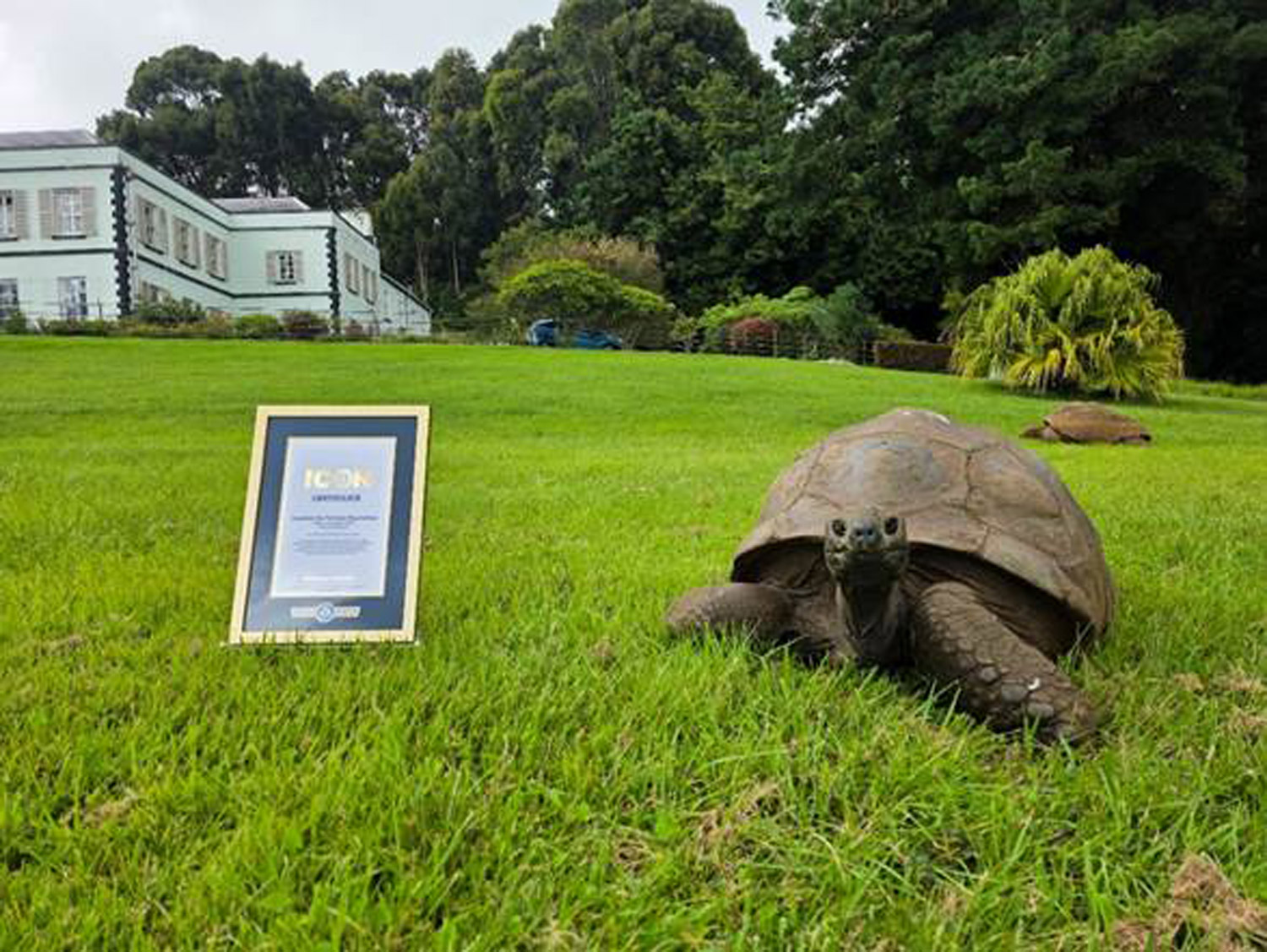 Jonathan the tortoise with a certificate conferring his GWR Icon honour 6-18-26