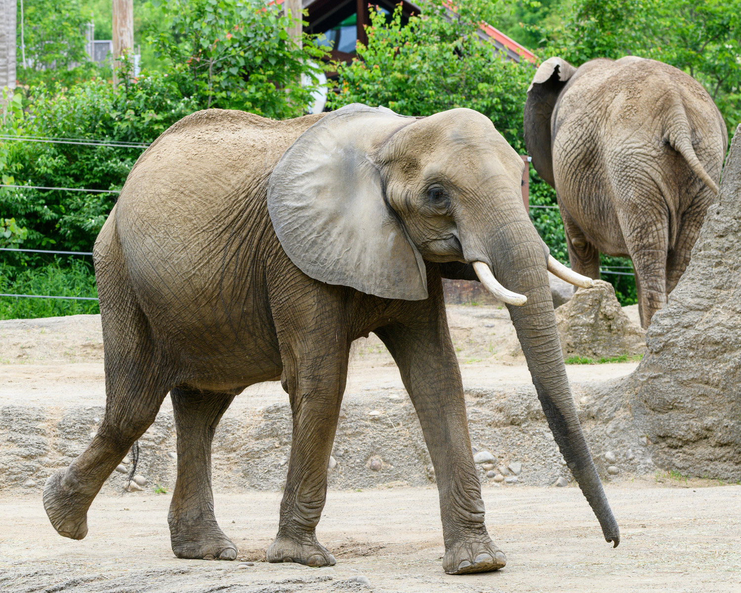 Elephants at a zoo