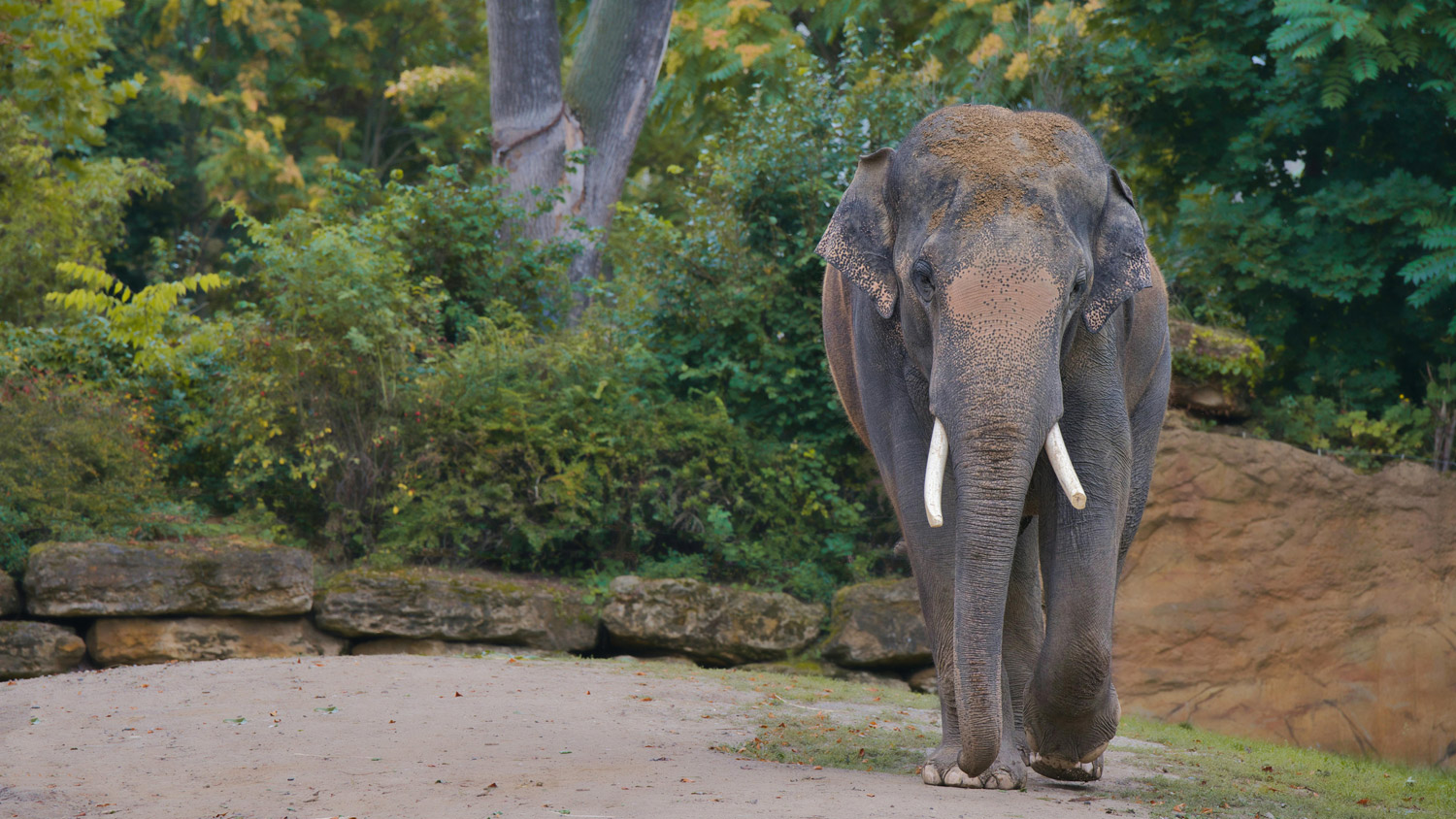 Elephant at the zoo in Zurich, Switzerland