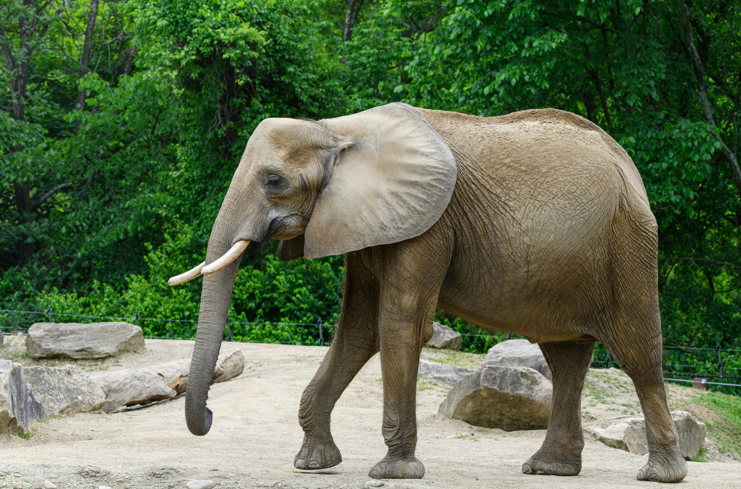 Close-up view of an African elephant walking in a zoo enclosure