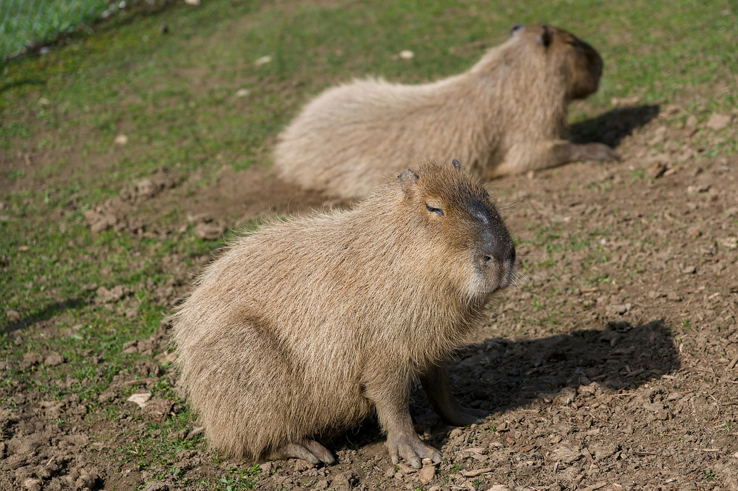 Two capybara on a hill. Stock image credit Jean Paul Wettstein on Pexels