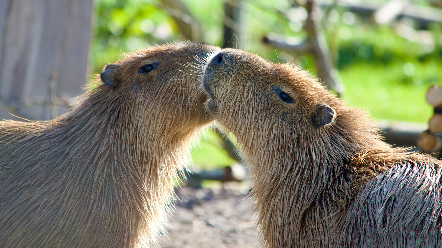 Two capybara with their face lifted toward each other, stock image credit Marian Havenga on Pexels