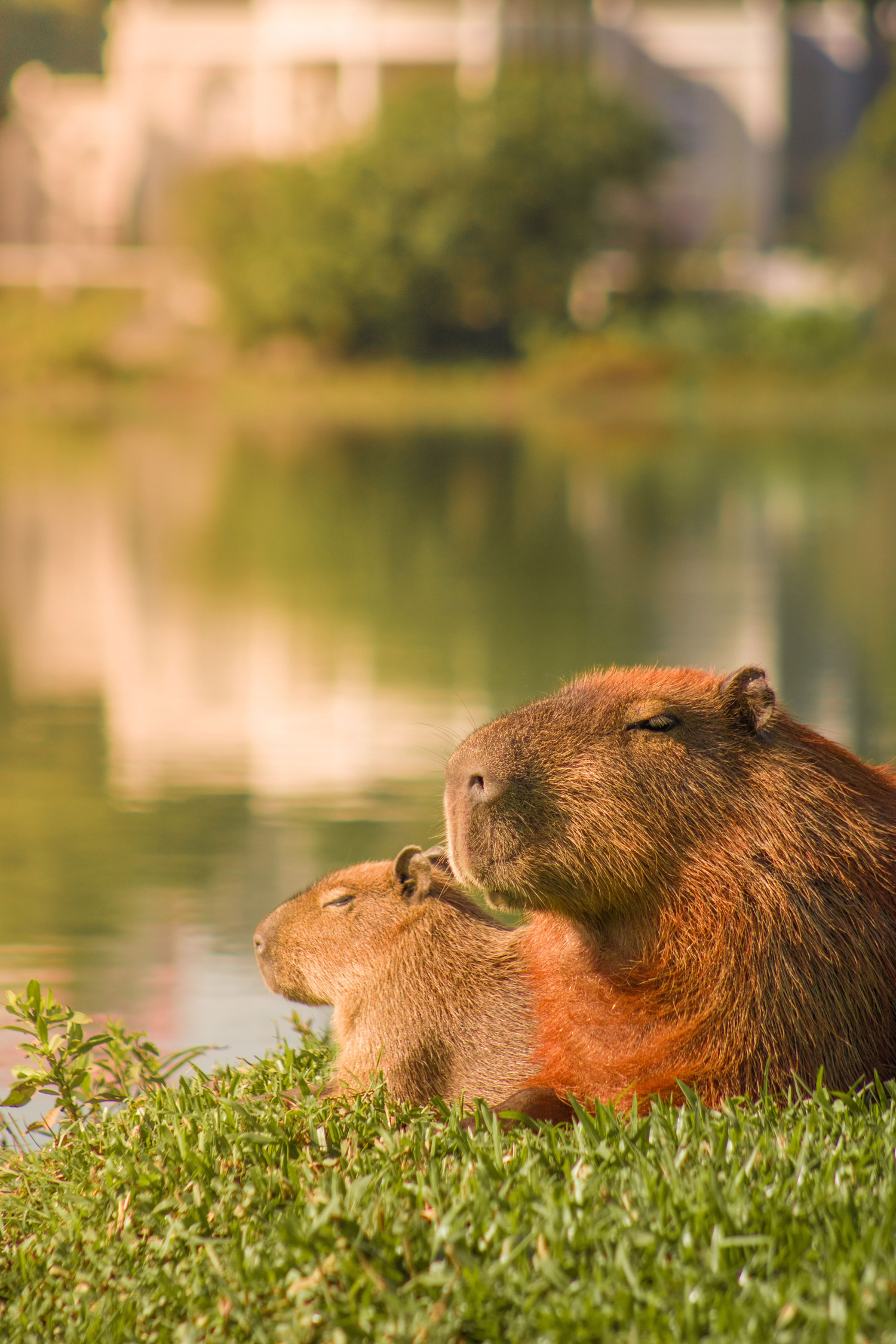 Two capybara by a river bank sitting in the sun. Stock image credit Saplak on Pexels