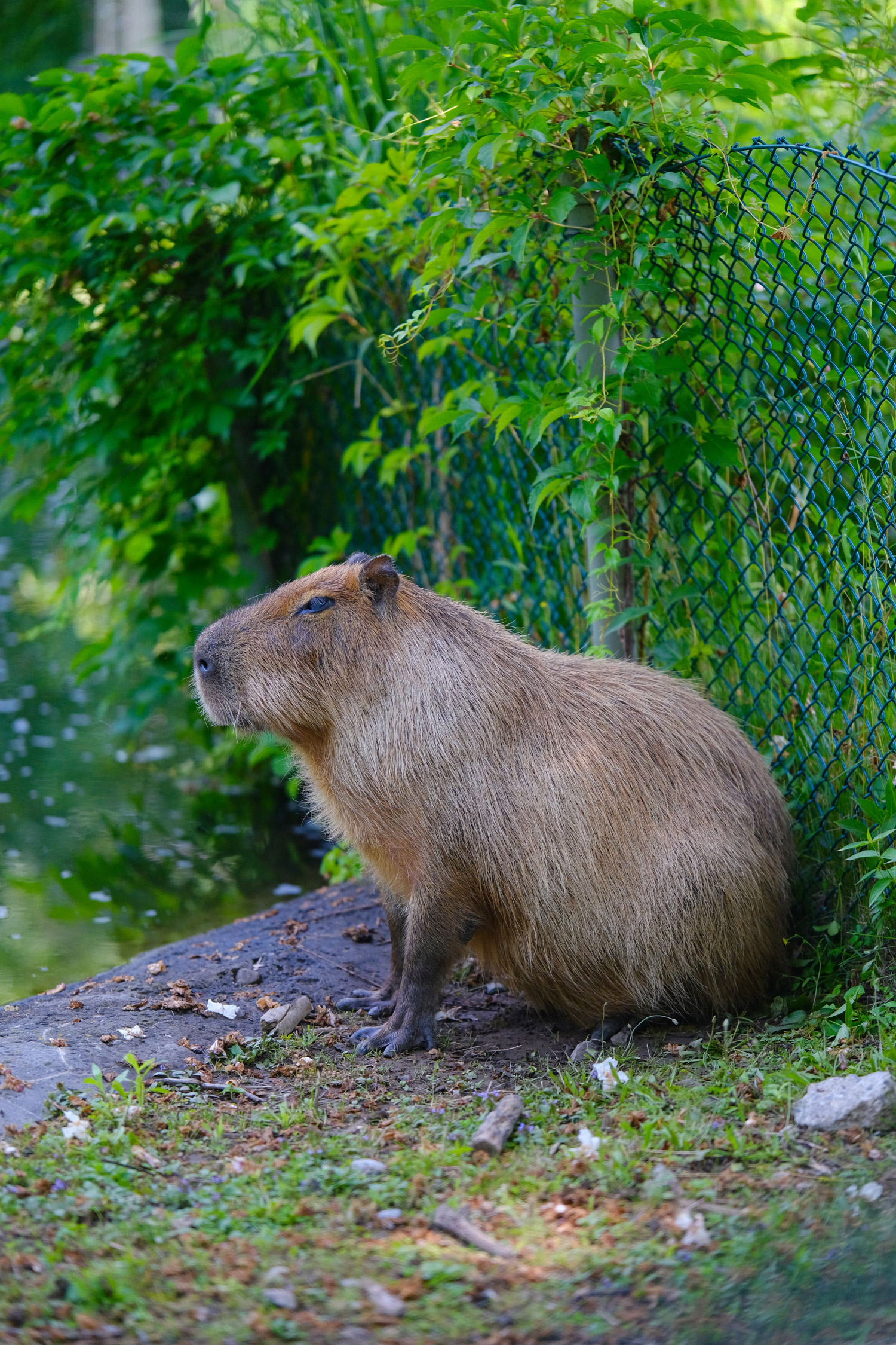 Capybara sitting near a fence. Stock image credit Surja Raj on Pexels