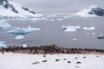 faraway photos of penguins on the coast in Antarctica