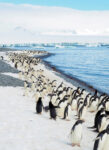 penguins along the coast in Antarctica