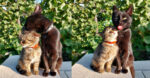 A kitten and older cat standing and grooming each other