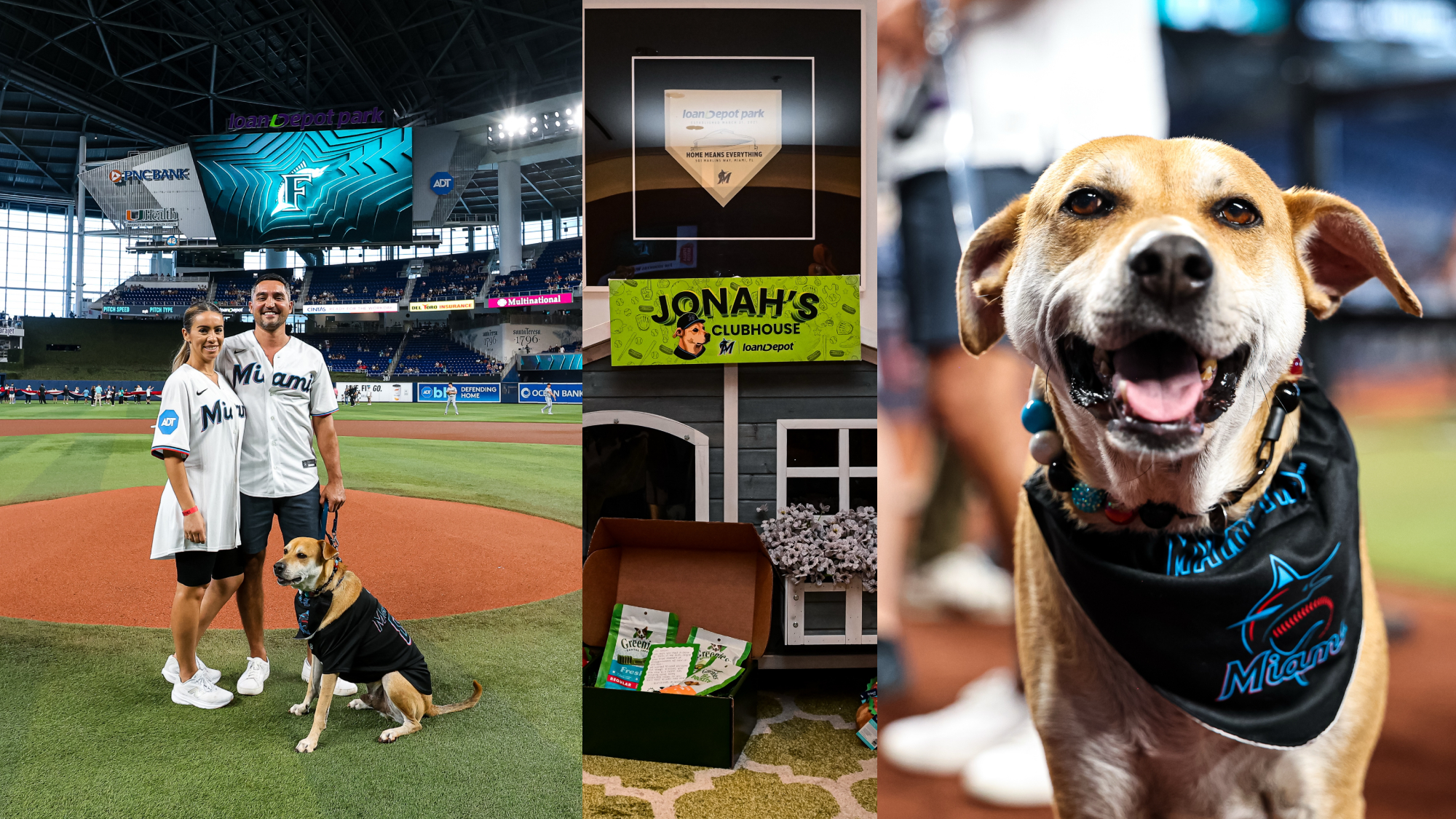Photos of Jonah the Dog at the Marlins game