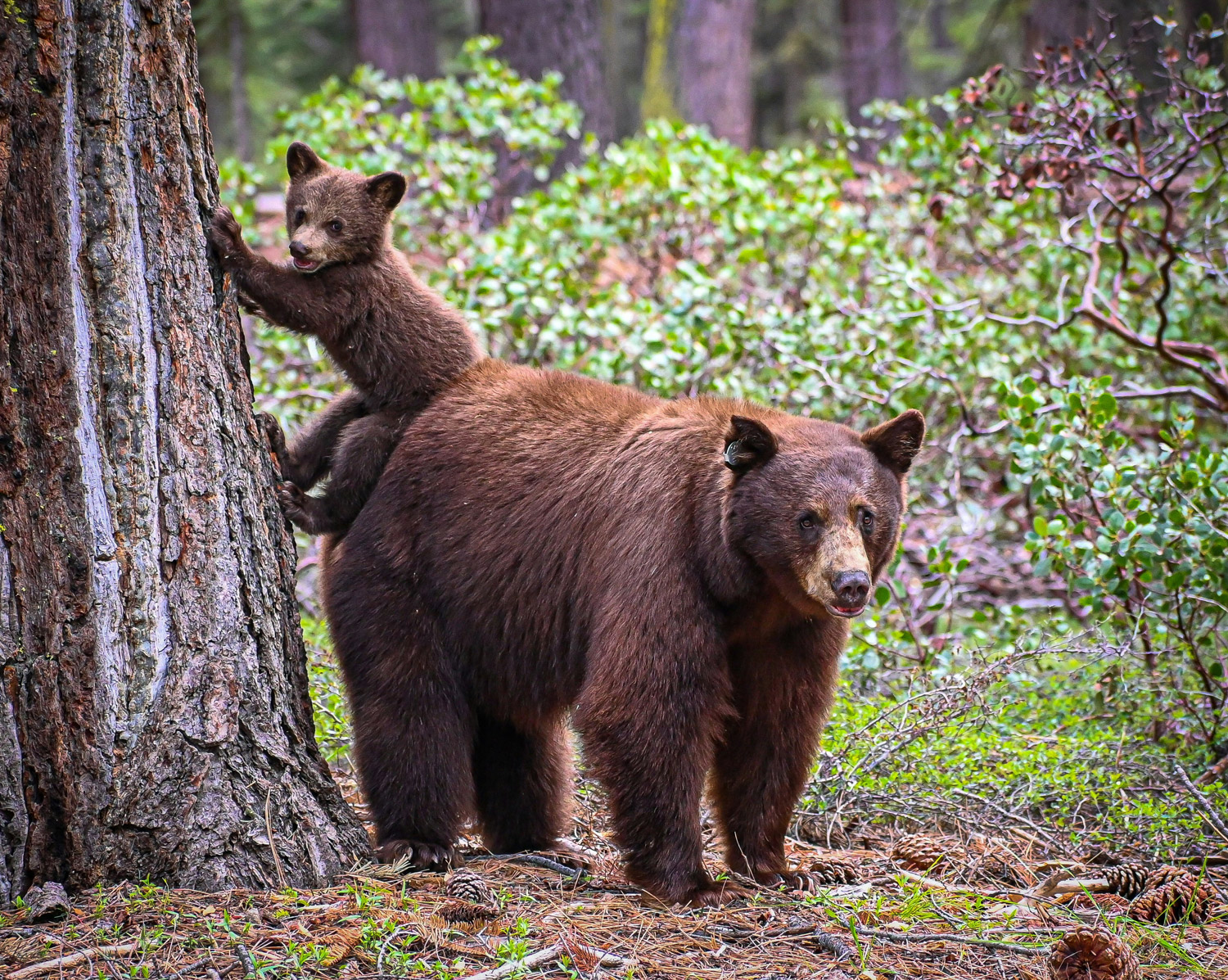 There’s a surge in bear sightings across the US this July