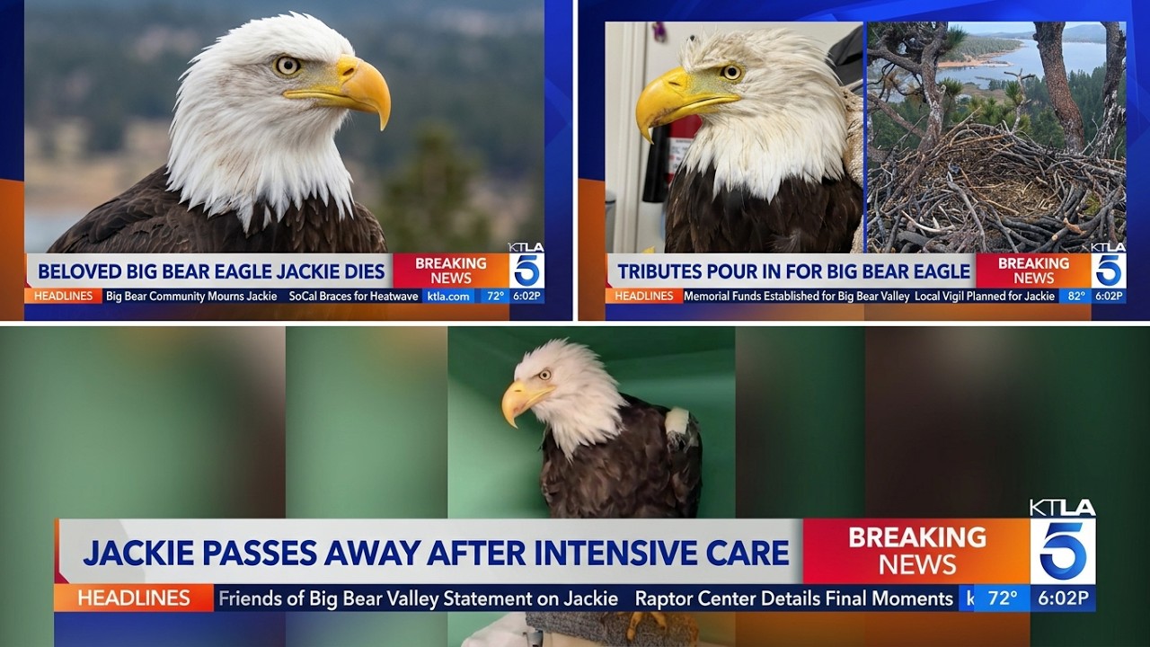 Three news images of Jackie the Bald Eagle