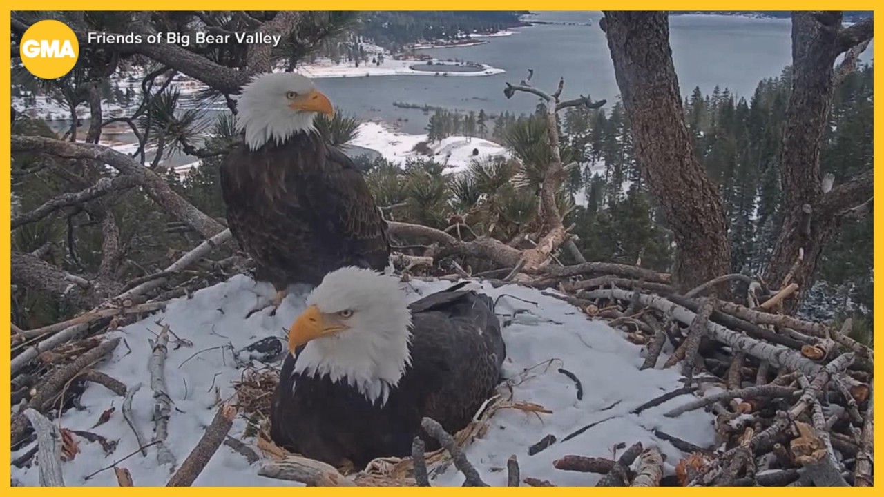 Jackie and Shadow at their nest