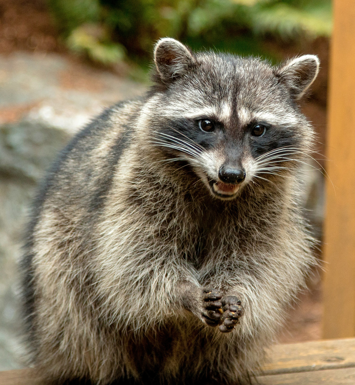 Raccoon with hands together