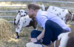 Prince Harry at Scotty's Summer Festival
