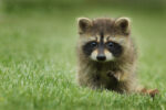 Baby raccoon looking adorable