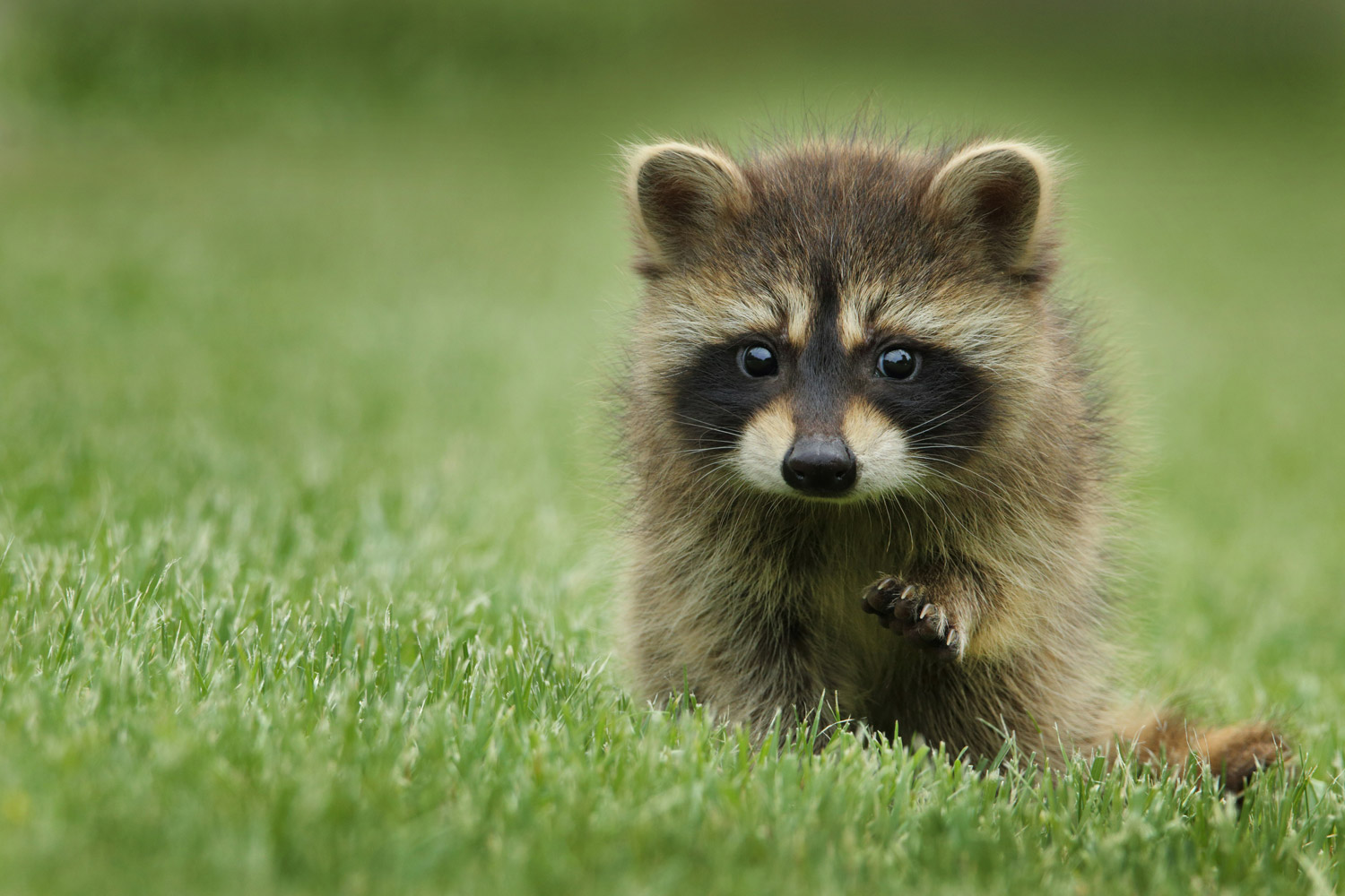 Baby raccoon looking adorable